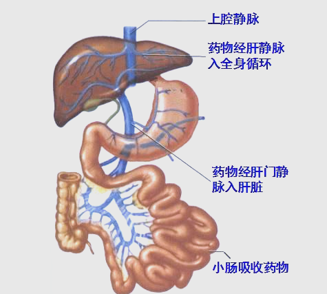 药物代谢动力学的详细分析:从吸收,分布到排泄的关键过程