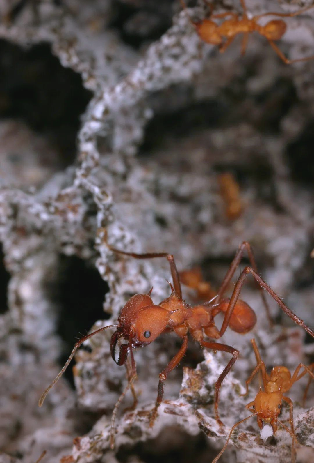 「蚁视界」探秘昆虫中的"农业专家"