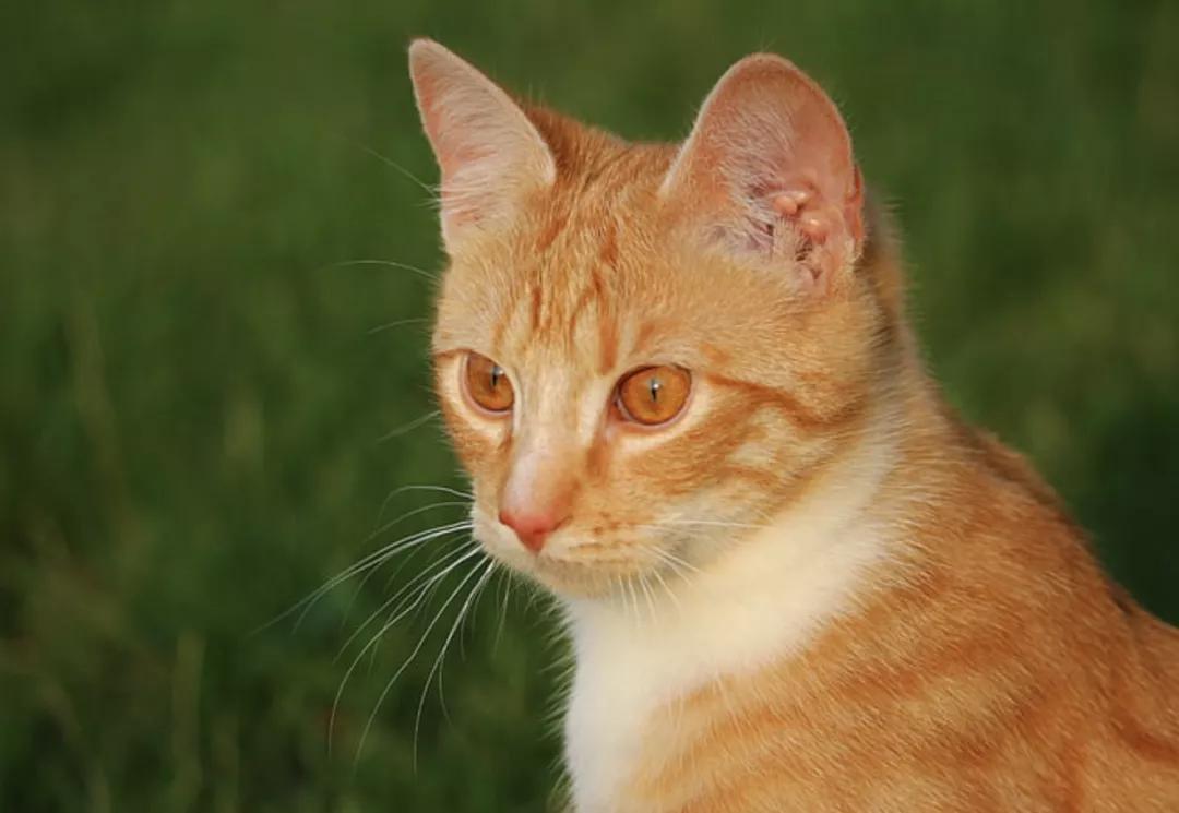 关于猫咪耳朵的6个有趣小秘密,太可爱了!