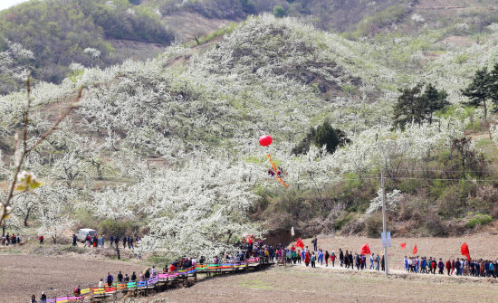 春到梨花谷 抚顺县"赏花经济"持续升温