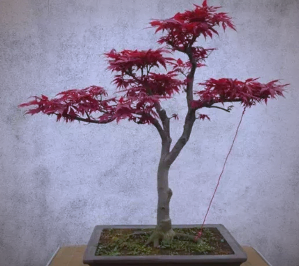 红枫盆景养护全攻略:从种植到造型的完整指南