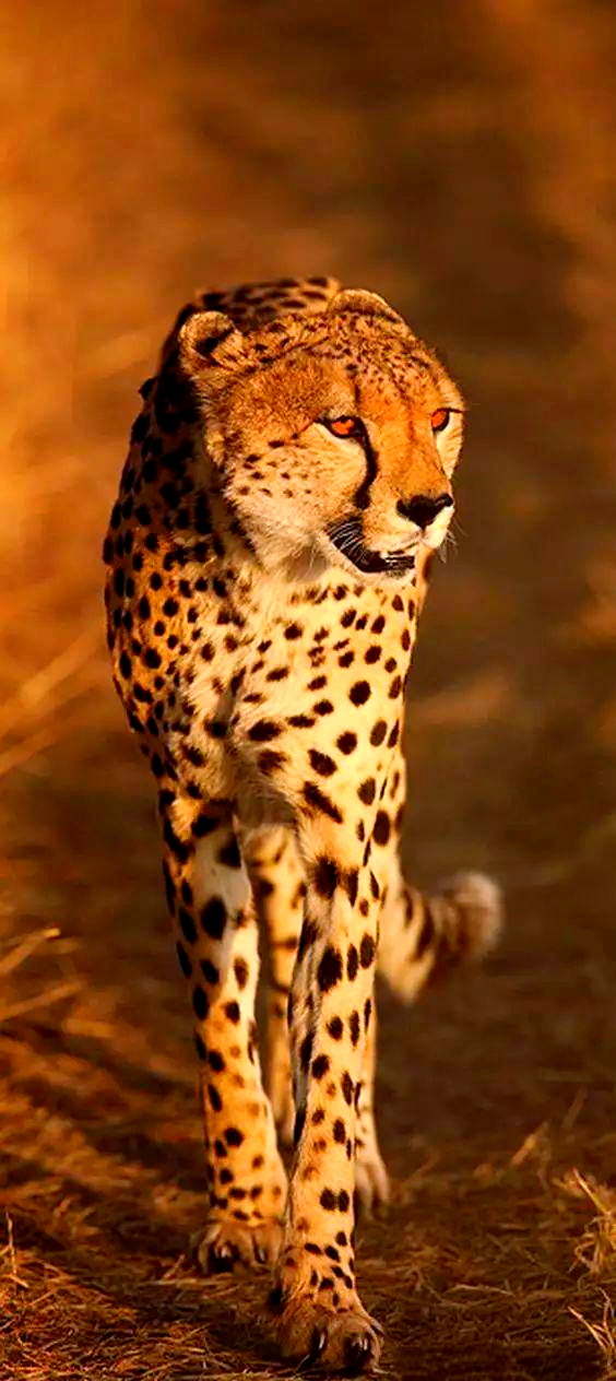 猎豹:猫科动物中的独特物种与多样亚种