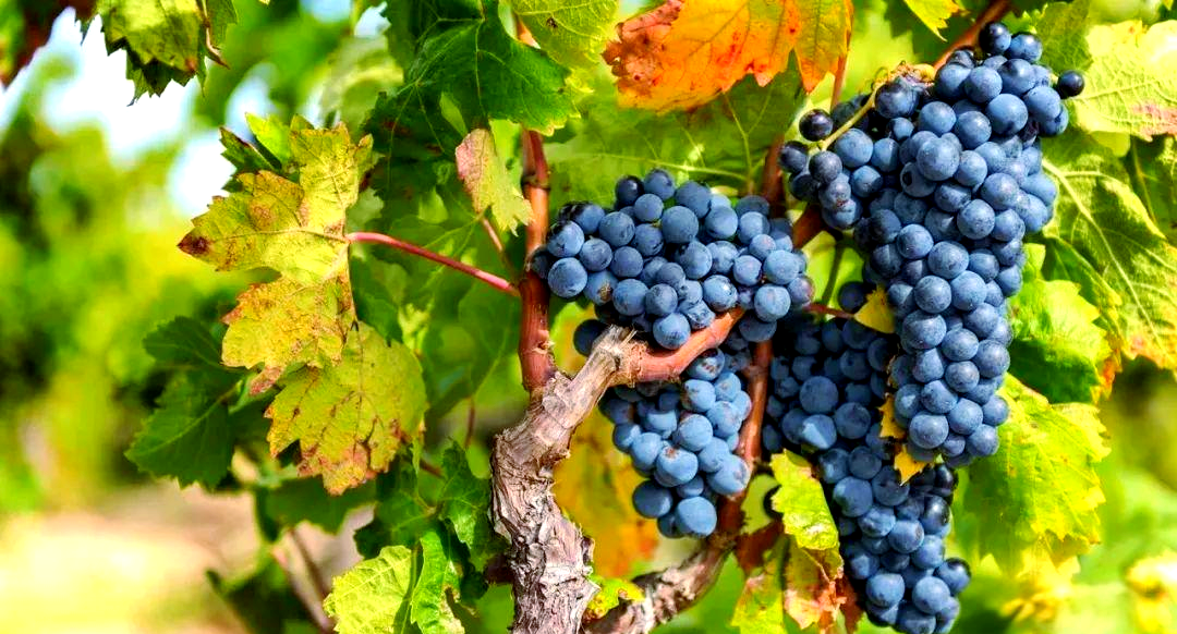 黑皮诺葡萄品种:娇贵而又迷人的贵族选择