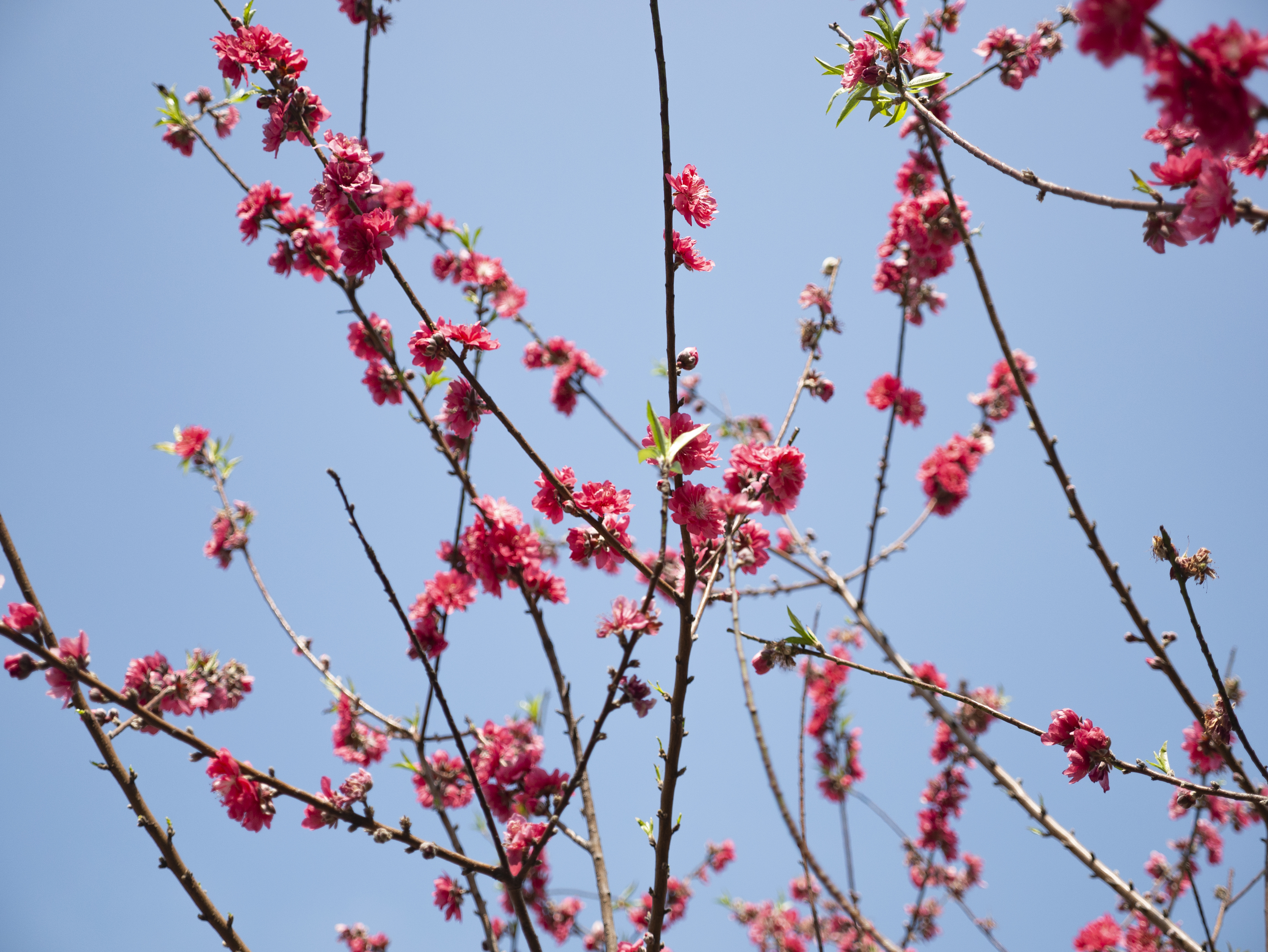 广东廉江樱花公园图片