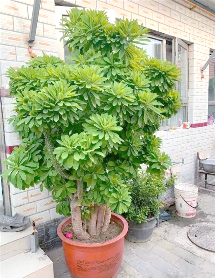 麒麟麒麟掌:新手养花指南,麒麟植物的养护秘诀