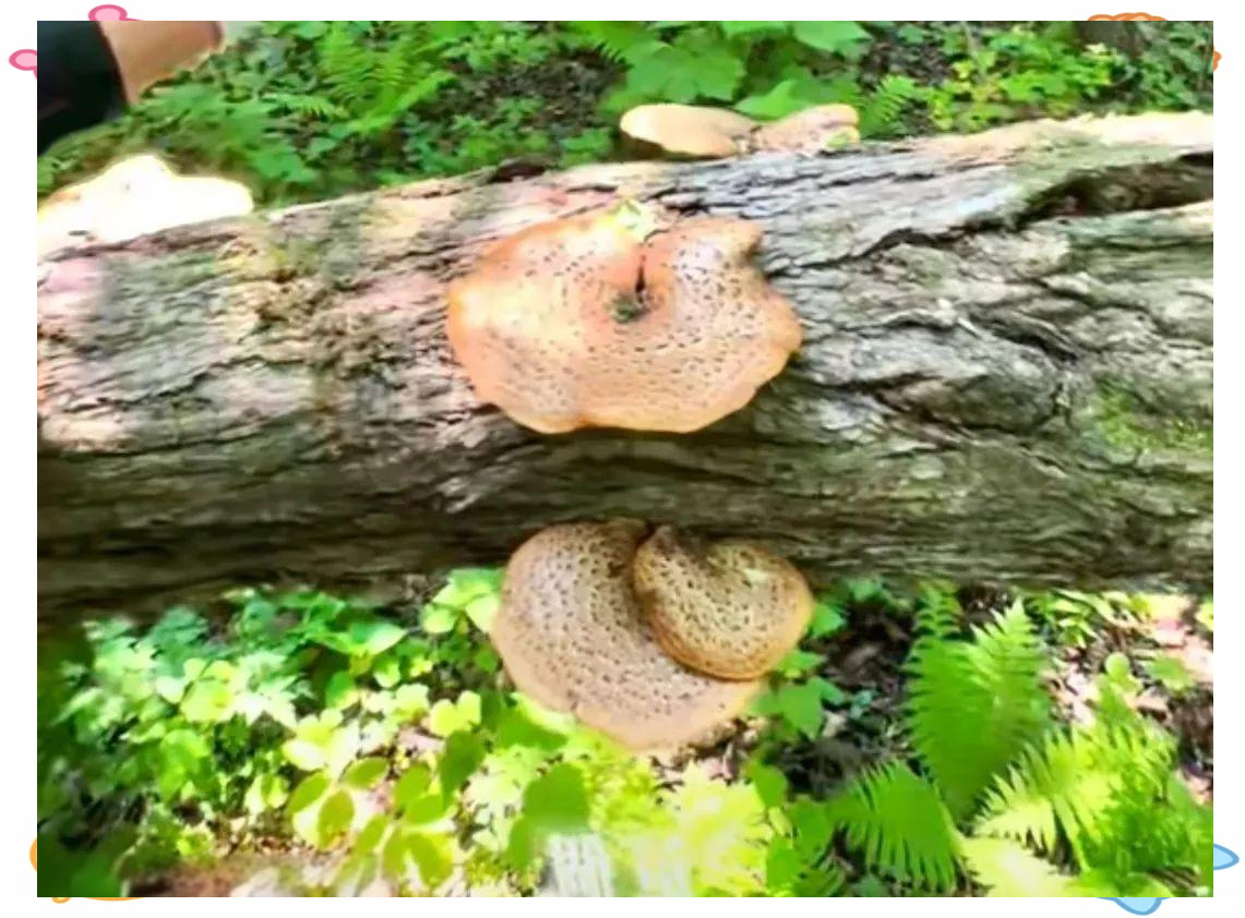 虎掌菌与宽鳞大孔菌:相似外观下的生态与特征差异