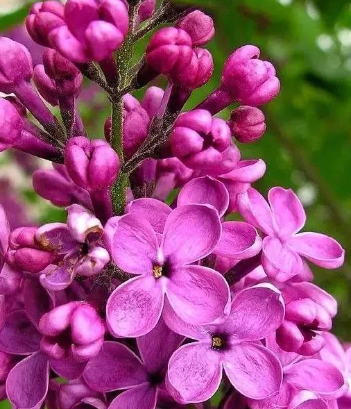 石楠花和丁香花的区别