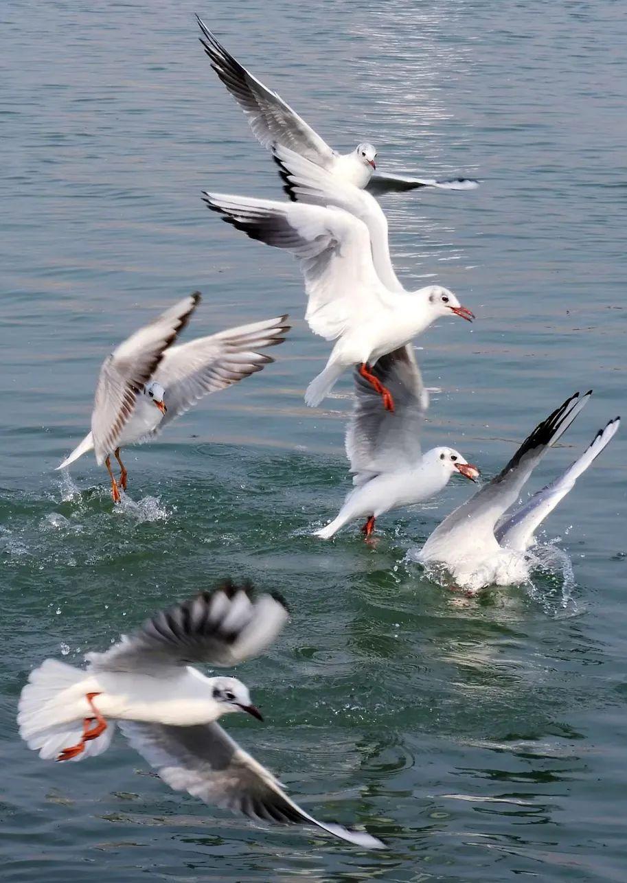 南充红嘴鸥,飞越万水千山的生态"偏爱"
