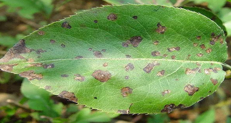 梨树病害图片及防治方法叶片