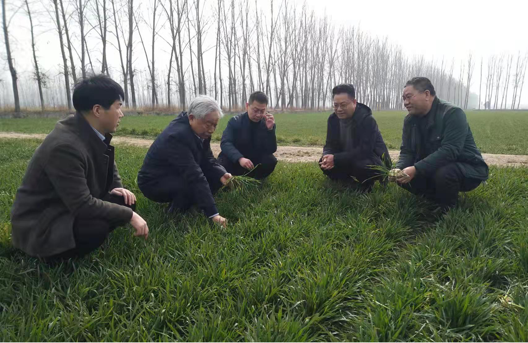 农业农村部小麦专家,河南农业大学教授郭天财到西平县调研指导小麦