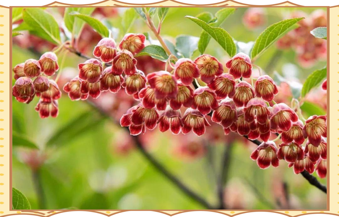 檫木花开,早春的森林风景