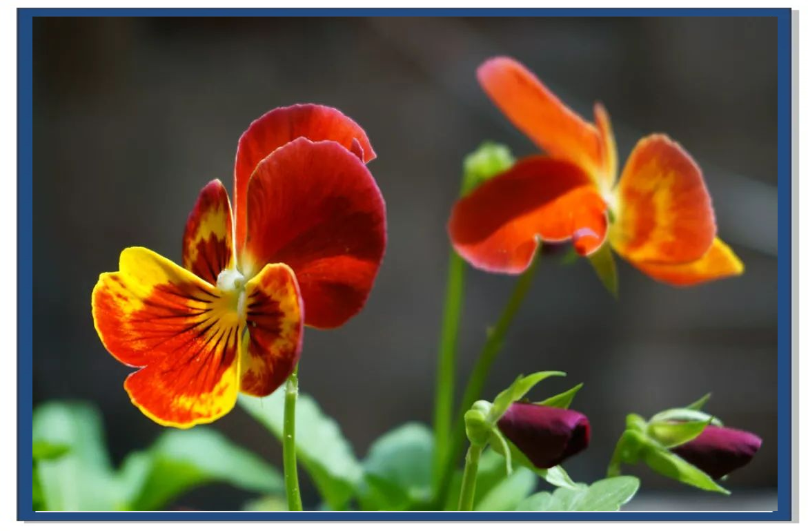 蝴蝶花养殖全攻略:水培与土培技巧一网打尽!