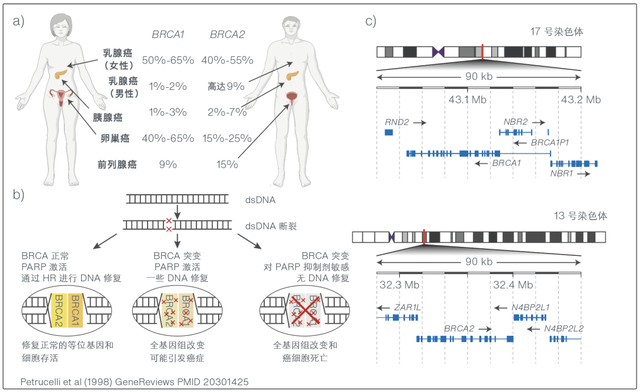 使用纳米孔测序对 brca1 和 brca2 基因进行表征和变异识别