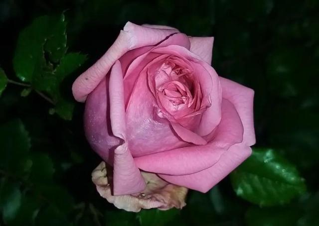 蓬巴杜(pompadour)