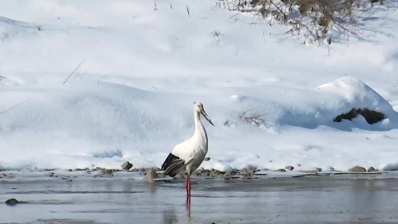 "鸟中大熊猫"东方白鹳现身龙江森工穆棱林区