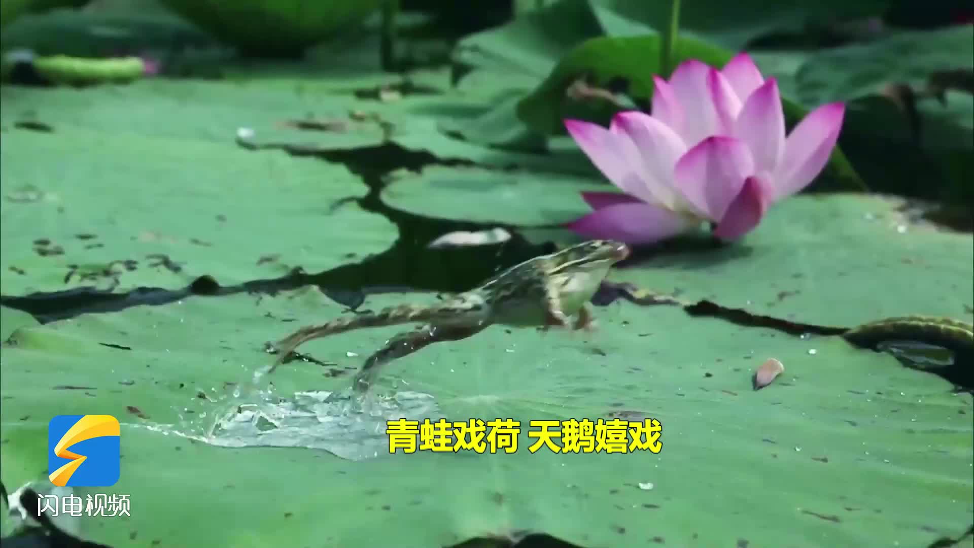 青蛙戏荷天鹅嬉戏夏日里的微山湖红荷湿地生机盎然