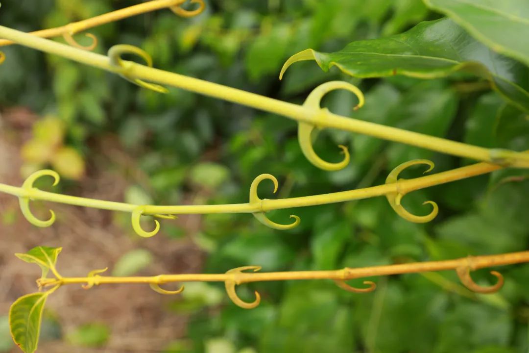 「融媒体中心新闻播报」剑河:钩藤勾出产业致富路