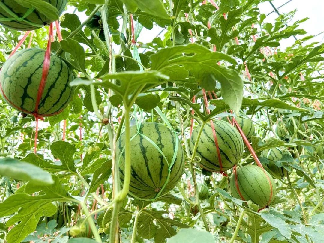 临洮清甜自然熟的小吊西瓜来啦