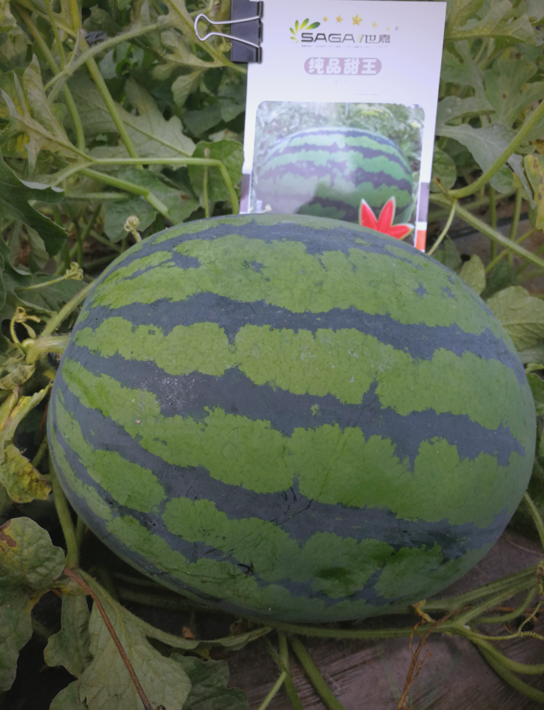 甜王西瓜高产秘诀:纯品甜王品种详解