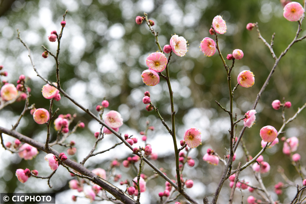 腊月梅花香图片