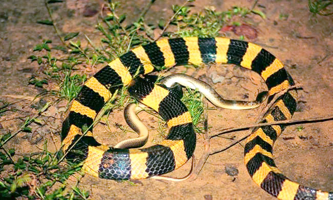 揭阳路段惊现剧毒金环蛇,俗称黄花簸箕甲