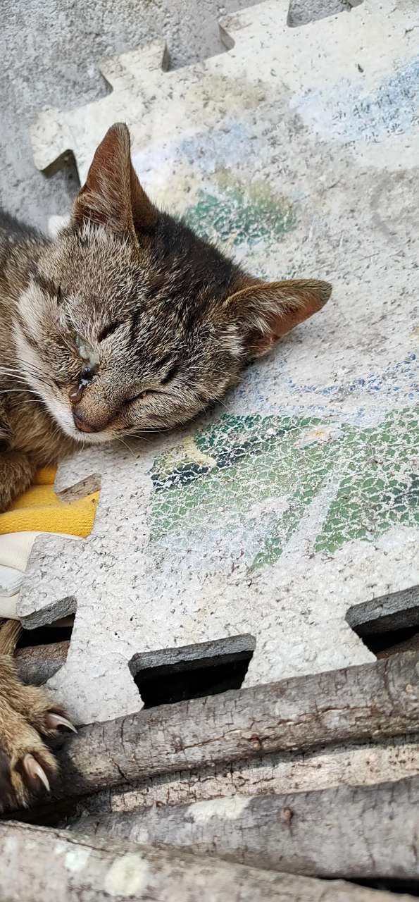 我家猫咪刚刚被一条眼镜蛇咬了一口眼睛,现在眼睛都睁不开了,肿得非常