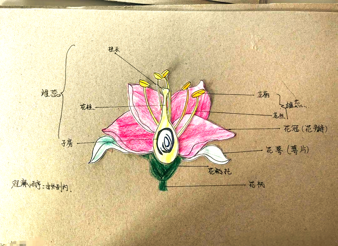 探索多种桃花模型制作方法
