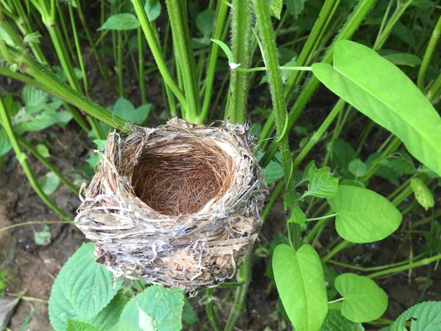 这种鸟比麻雀还小,总是隐身在紫苏茎叶中,从不高调的鸣叫,也不高傲的