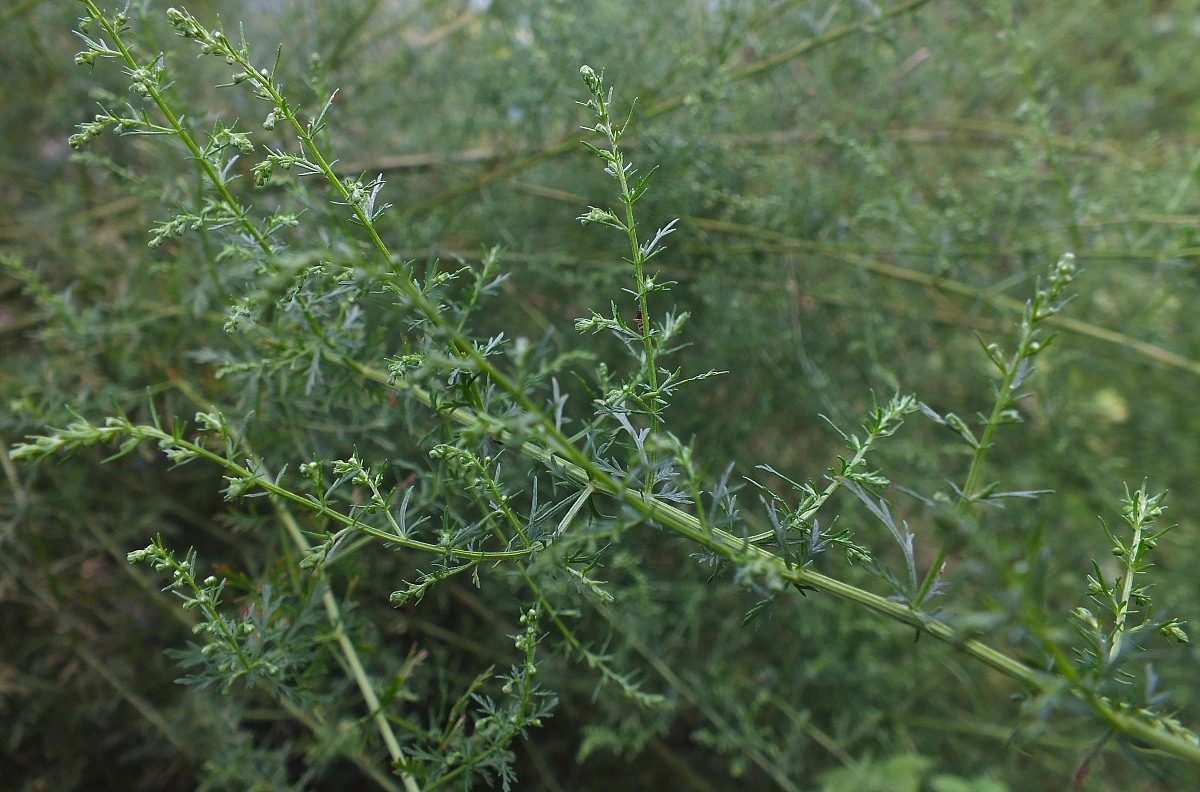 你知道荆草长啥样吗?这种植物究竟有何独特之处?