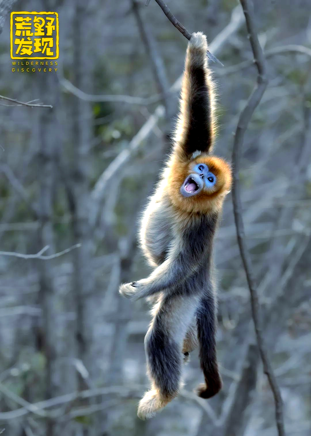 川金丝猴:中国特有灵长动物的情感与生存之旅
