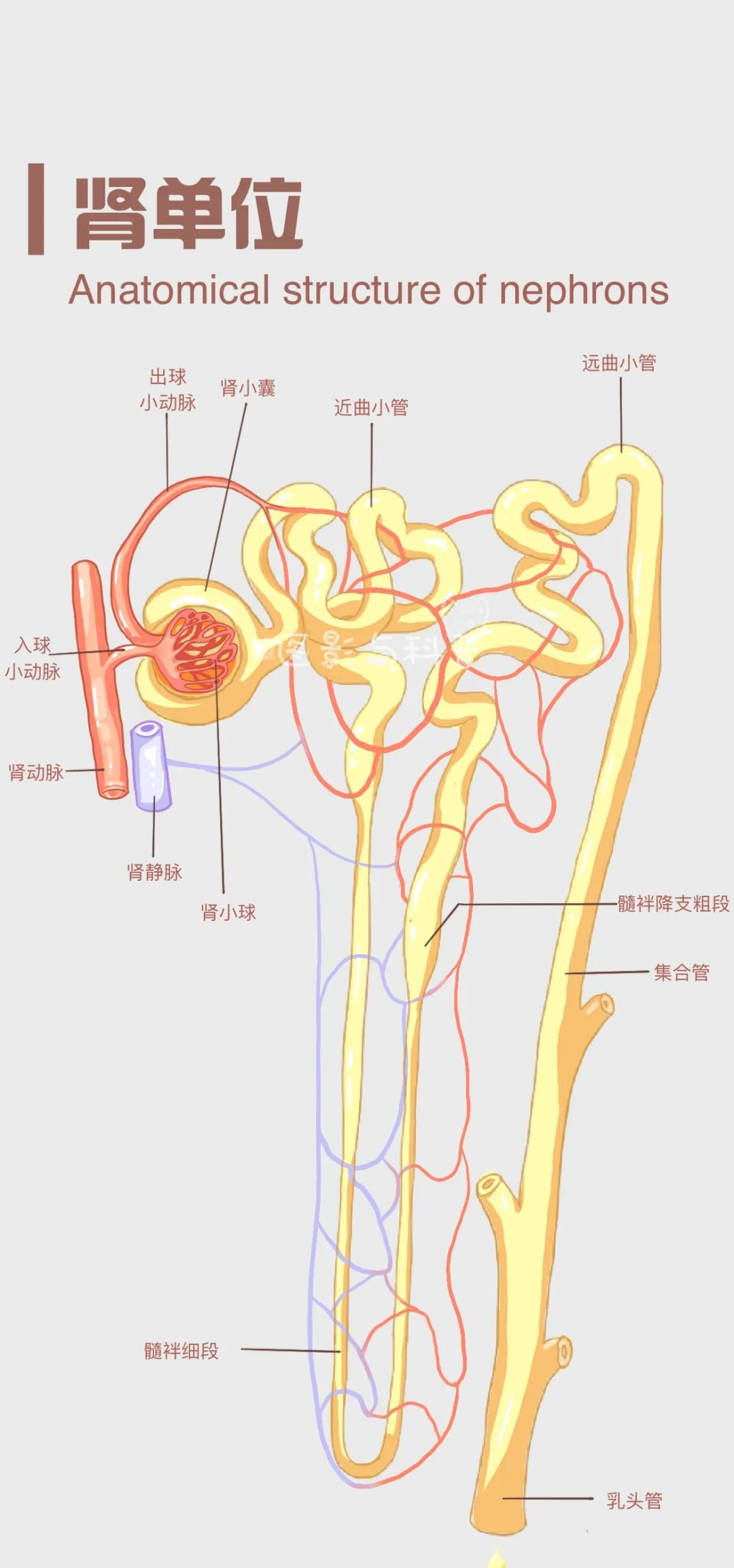 肾单位与肾小管重吸收的医学壁纸概览