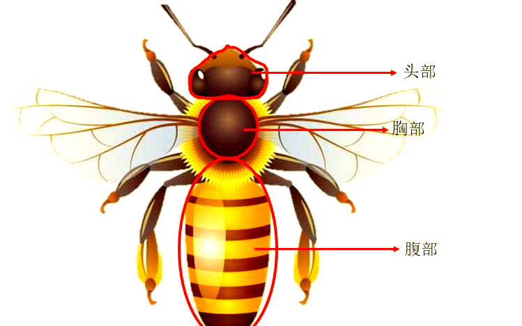 创意儿童画:勤劳的蜜蜂王国的冒险