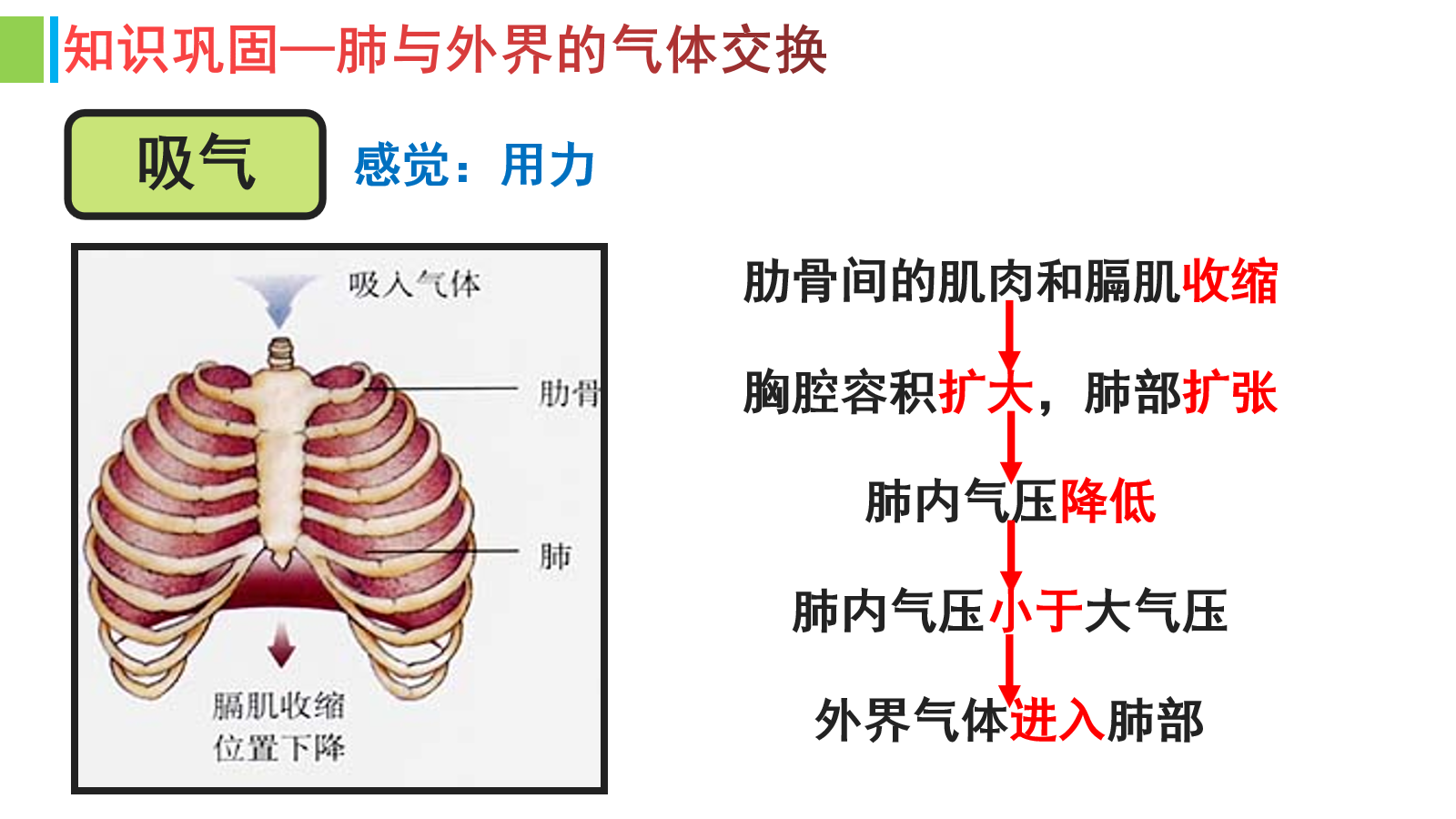 肺内气体交换示意图图片