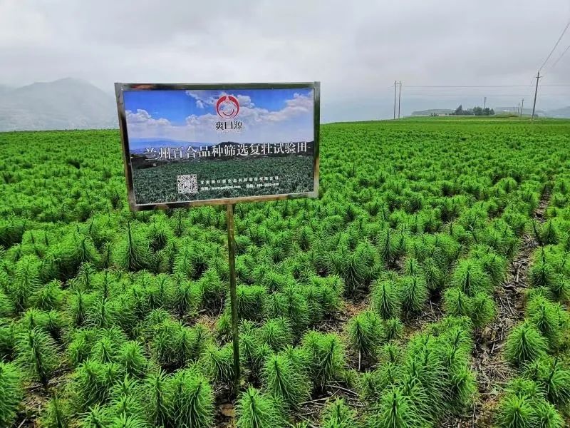 探访粤港澳大湾区"菜篮子"基地:兰州百合如何实现"百变"?