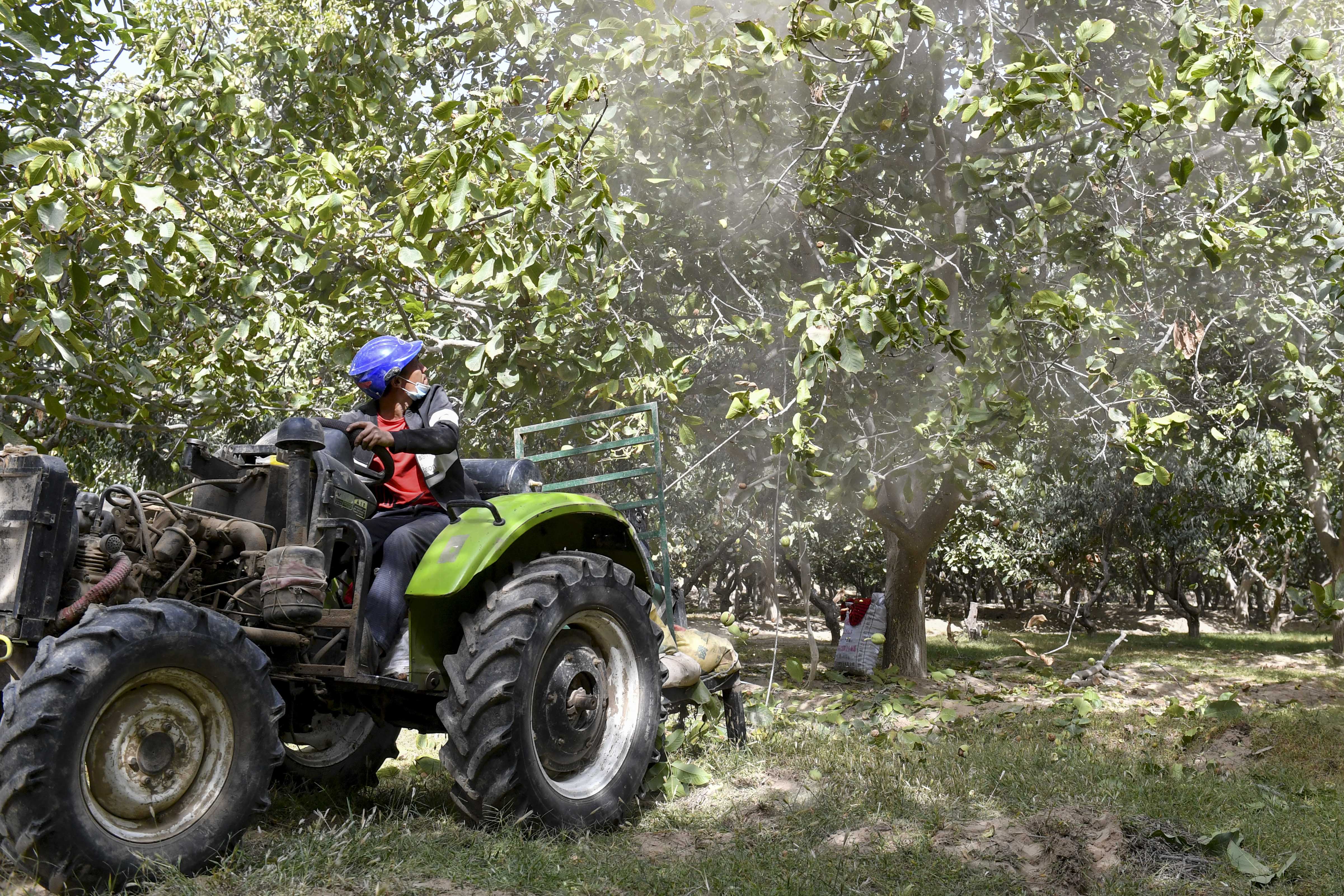 核桃- 热门商品专区