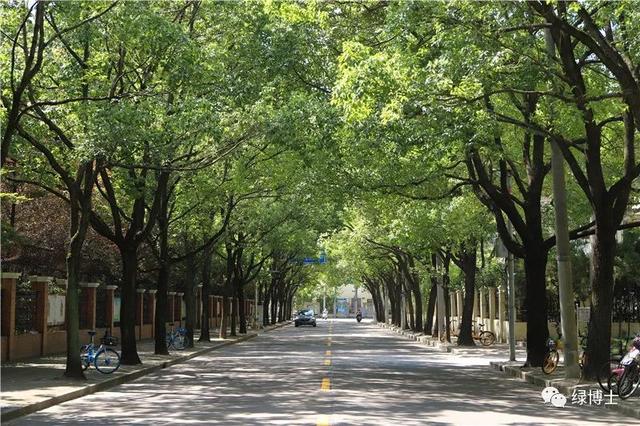 考考你,咱上海的行道树为什么选择这些品种?