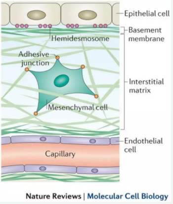 细胞贴壁和什么有关?