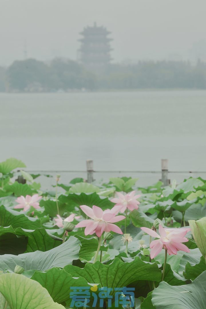 湖泊荷花真实风景图片图片