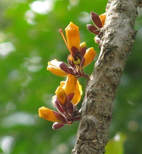 "老茎生花"——火烧花