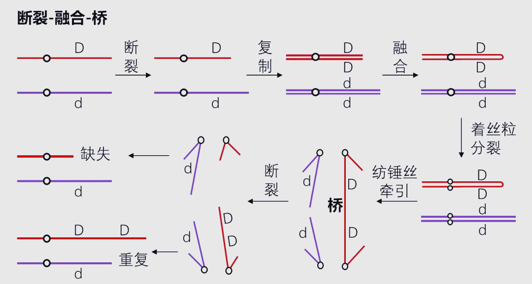 染色体变异:缺失、重复、易位与倒位的深入探讨