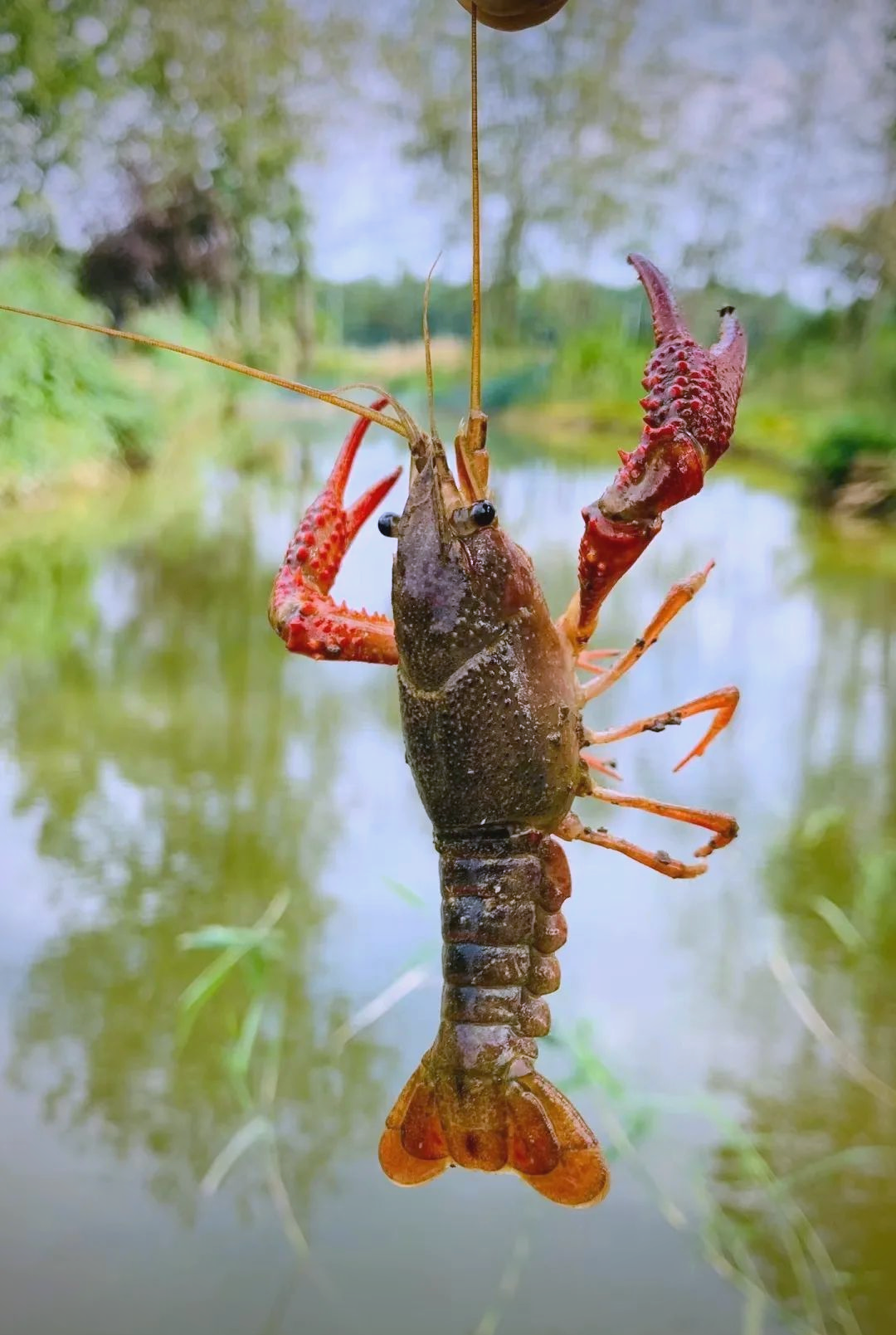 小龙虾的多样特征与美味烹饪方法