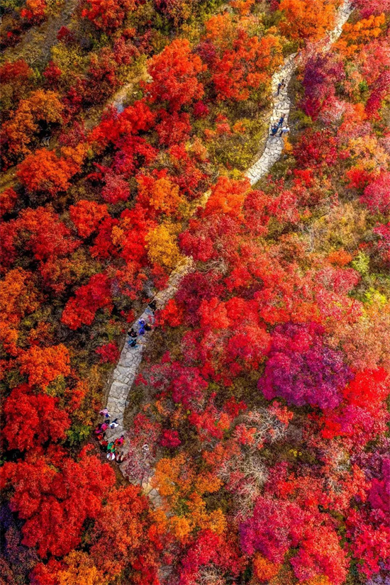 层林尽染秋意浓,淄博的秋天,红了