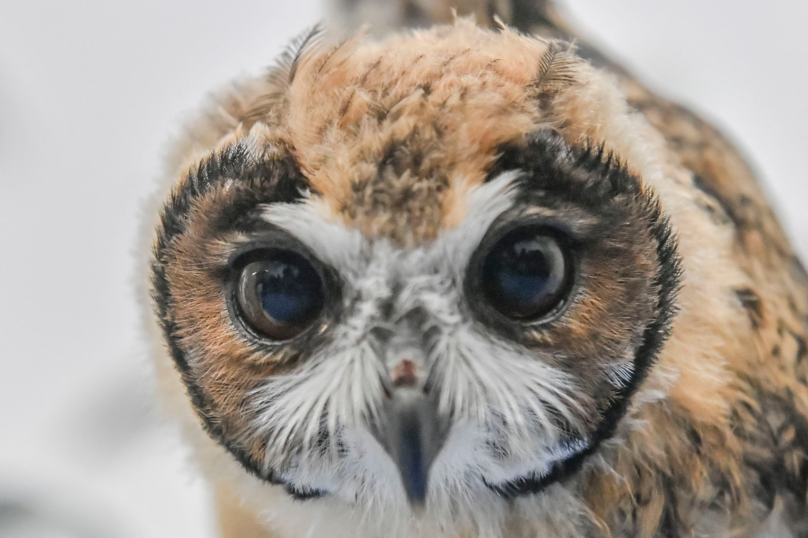 (外代一线)为纹鸮做检查