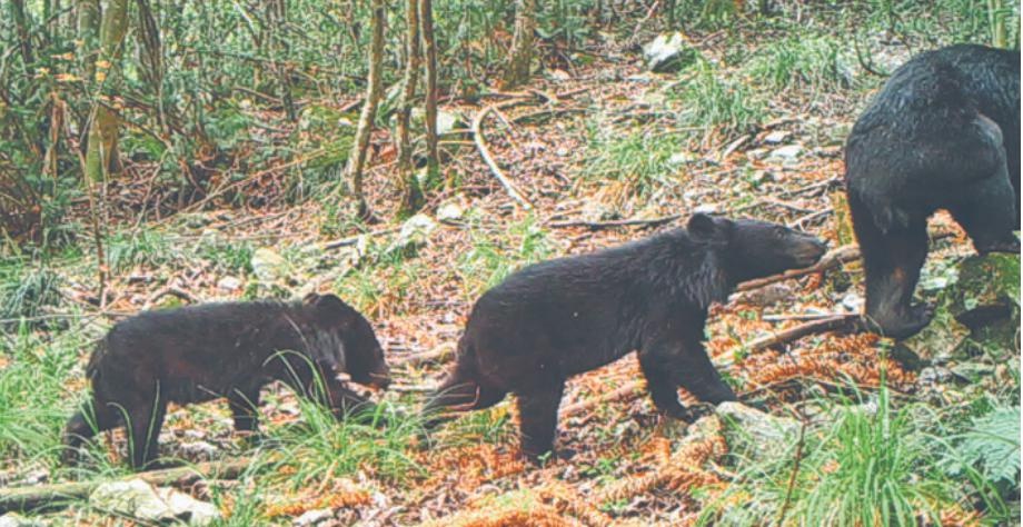 遂昌九龙山首次拍到野生黑熊"拖家带口"