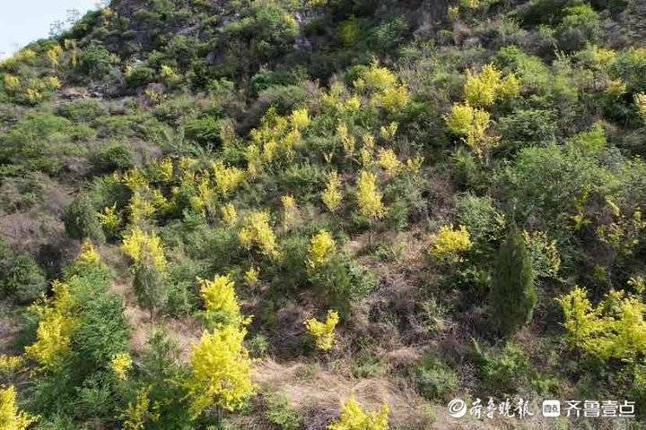 藏在深山的網紅打卡地——濟南南部山區裡石村