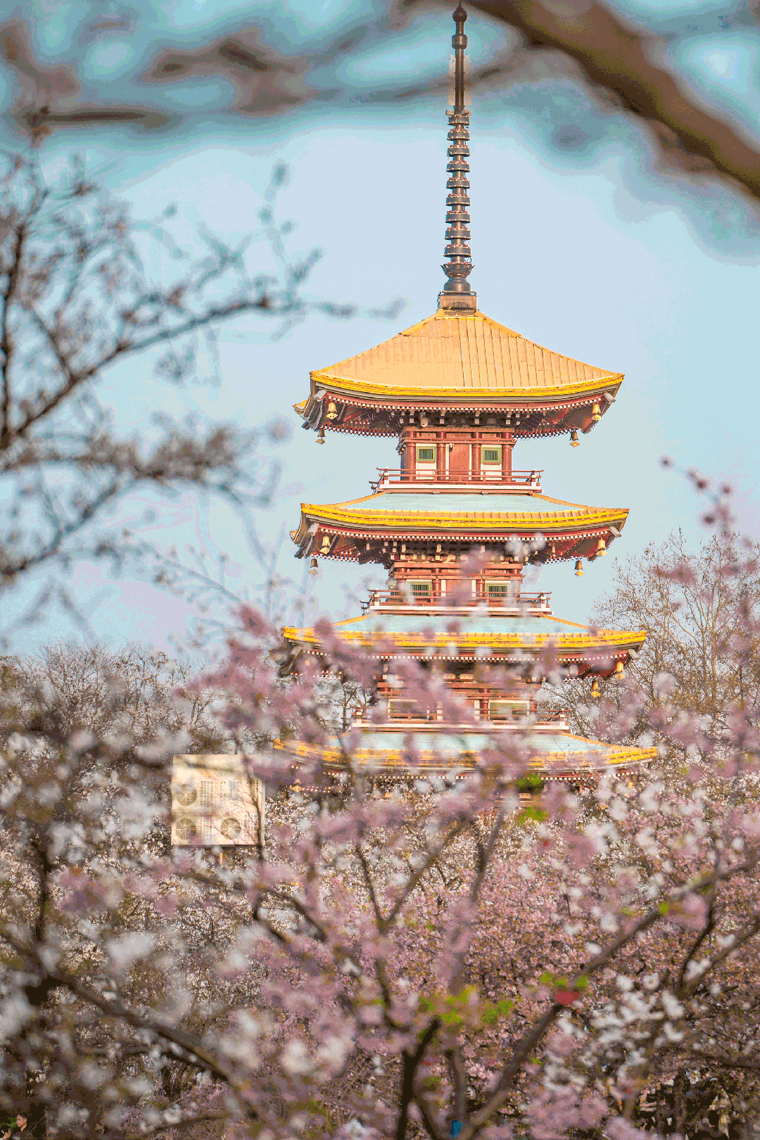 春日闯入东湖湖畔邂逅神秘护花使者