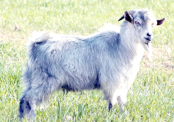 羊山青山羊探秘:领略鲁西南的养羊传奇