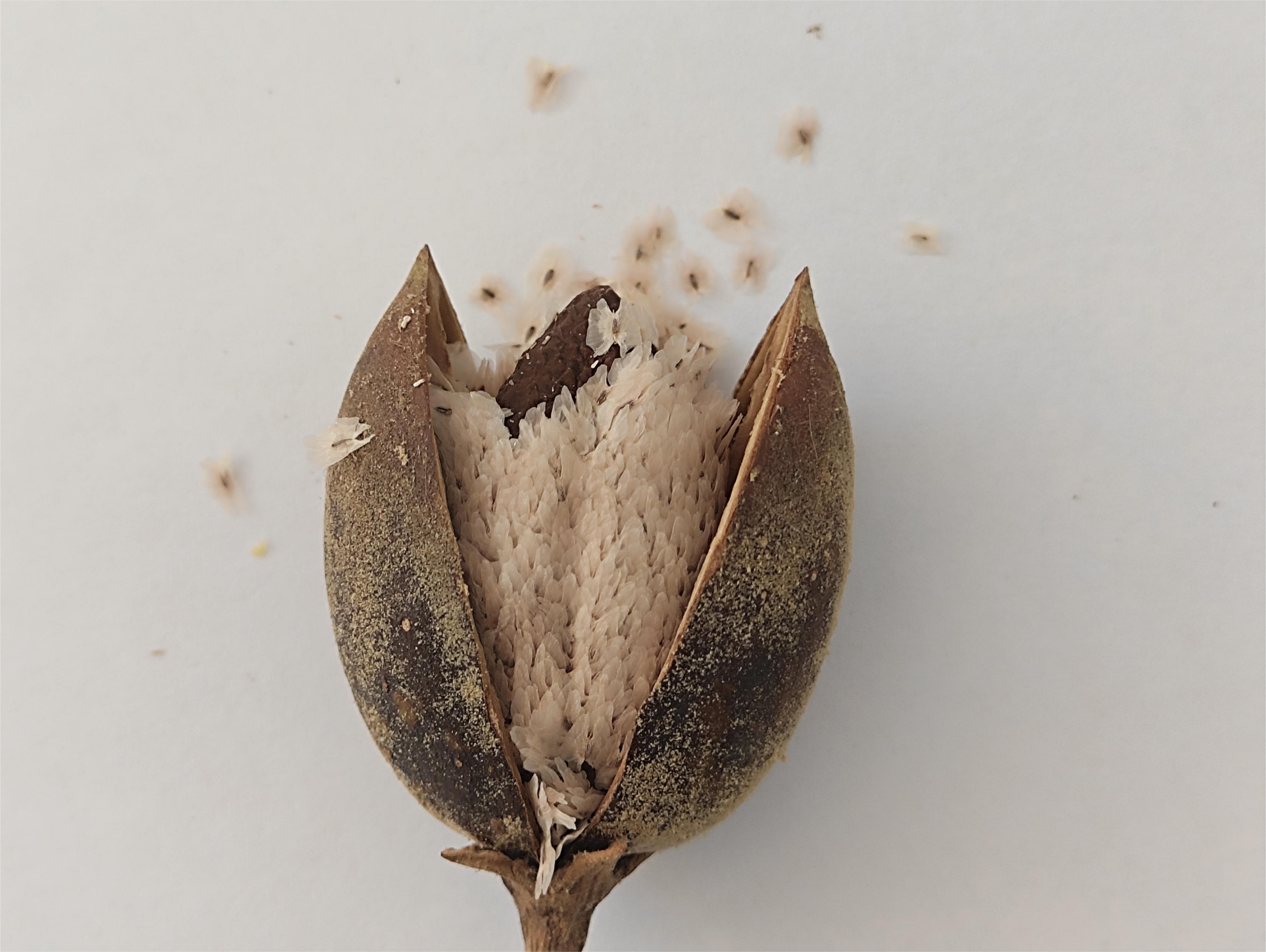 从一颗毛泡桐的果实你能看到些什么?小身体竟蕴含着大秘密!