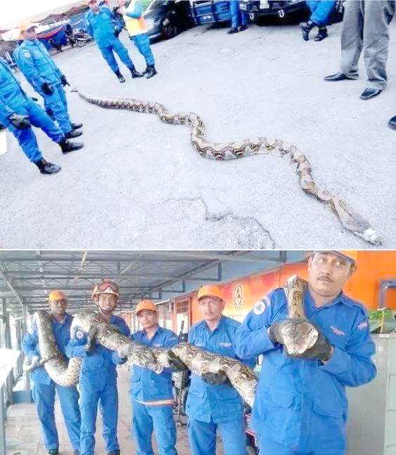 世界最长蛇:网纹蟒的惊人记录与未来保护之路