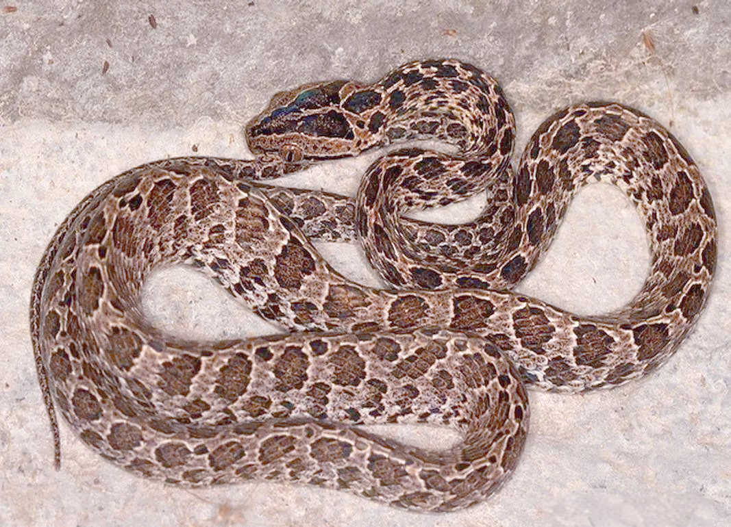 繁花林蛇与原矛头蝮:外观相似却截然不同